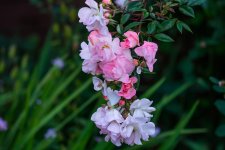 DSC_4163.jpg
