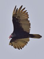 Vulture.jpg
