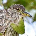 BlackHeron3.jpg