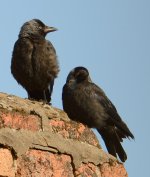 DSC_0086.jpg