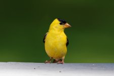 DSC_3500_DxO.jpg