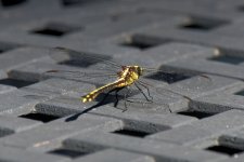 DSC_3487_DxO.jpg