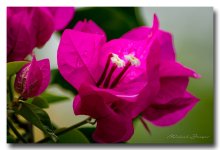 purpleflower-ype-banbung.jpg