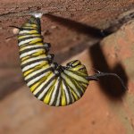 Monarch.jpg