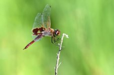 23rd 24th July 2015 057.JPG