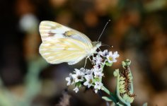 23rd 24th July 2015 082.JPG