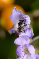 DSC_0925.jpg