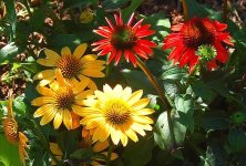 Coneflowers.JPG