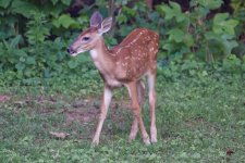 DSC_3600_DxO.jpg