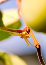 DSC_2762-yellow spider-0001-2015-07-25T09_59_27.jpg