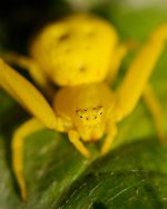 DSC_2865-yellow spider-0001-2015-07-25T10_06_41.jpg