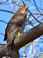 CoopersHawk5.jpg