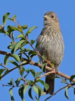 Finch2.jpg