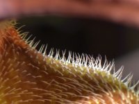 Aristolochia2.jpg