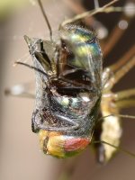 Fly.jpg