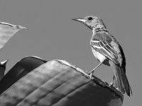 OrioleBW.jpg