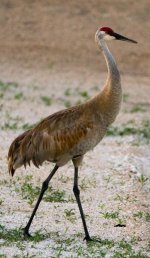 DSC_1036.jpg