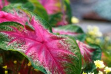 DSC_3710_DxO.jpg