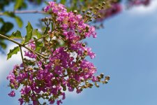 DSC_3725_DxO.jpg