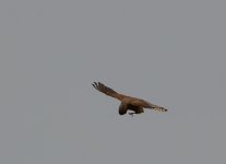 DSC_0226.jpg