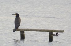 DSC_0083.jpg