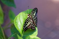 DSC_3879_DxO.jpg