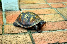 2015-07-26 Turtle 1 - for upload.jpg