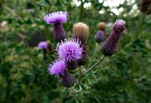 DSC_0720.jpg