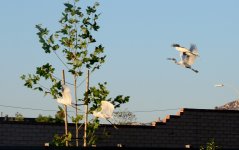 25th July 2015 010.JPG