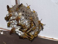 Wasps.jpg