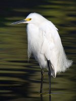 Egret2.jpg