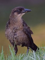 Grackle6.jpg