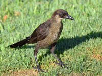 Grackle10.jpg