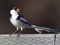 Whydah3.jpg