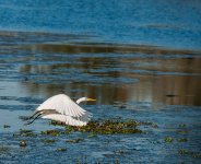 Great Egret Take Off-1.jpg