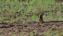 26th July 2015 006.JPG