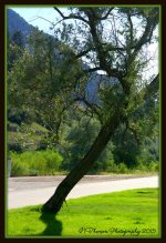 Crooked Tree.jpg