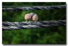 kiss-bird.jpg