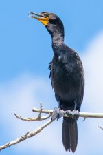 CormPerched-1.jpg