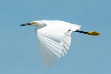 EgretStearns-2.jpg