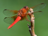 DragonFly.jpg