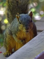 Squirrel.jpg