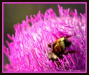 Bee in Stinging Nettle 7-25-2015.jpg