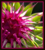 Stinging Nettle Flower 7-25-2015.jpg