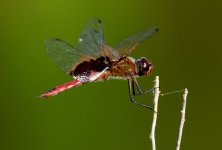 27th July 2015 010.JPG