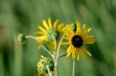 27th July 2015 014.JPG