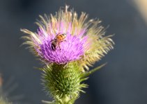 27th July 2015 033.JPG