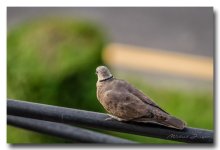 bird-cable-ype.jpg
