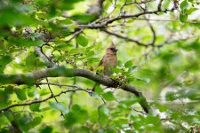 DSC_0881.jpg
