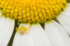 Insect-3371.jpg